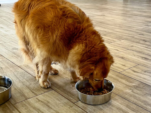 Best Homemade Dog Gravy Recipe - Spoiled Hounds