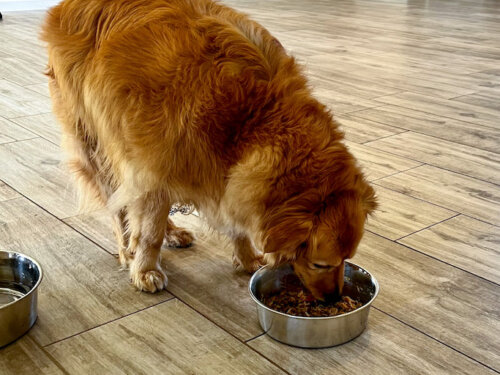 Instant Pot Pork and Apple Stew for Dogs