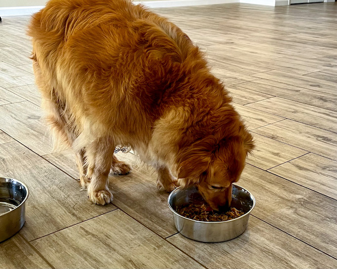 Instant Pot Pork and Apple Stew for Dogs